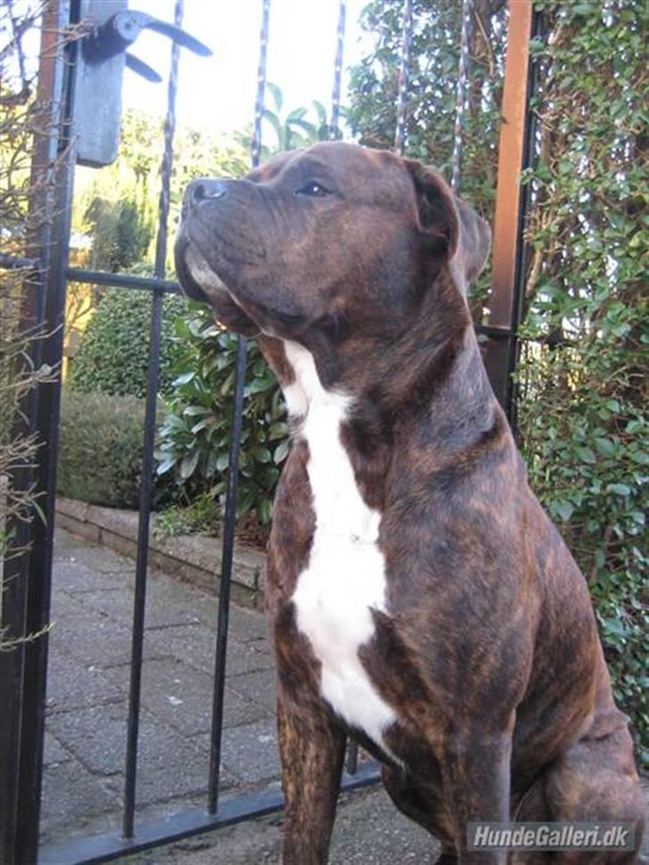 Blanding af racer Kanzo billede 20