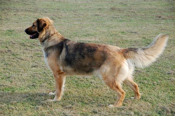 Blanding af racer Lani - Lille Lani, :-)! billede 1