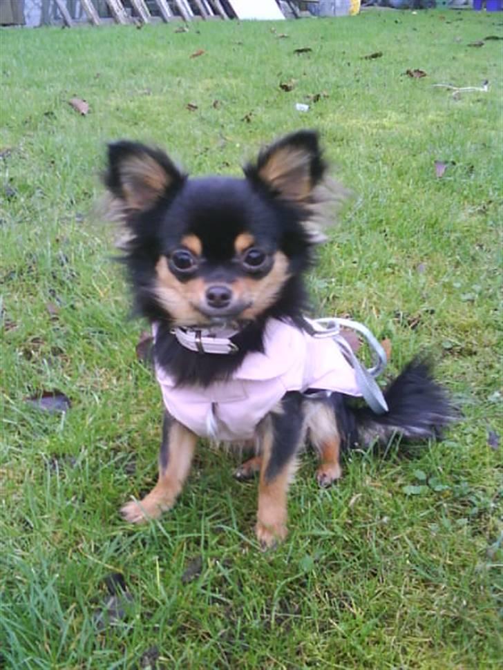 Chihuahua Gucci <3 - Så fint vi sidder :) billede 10