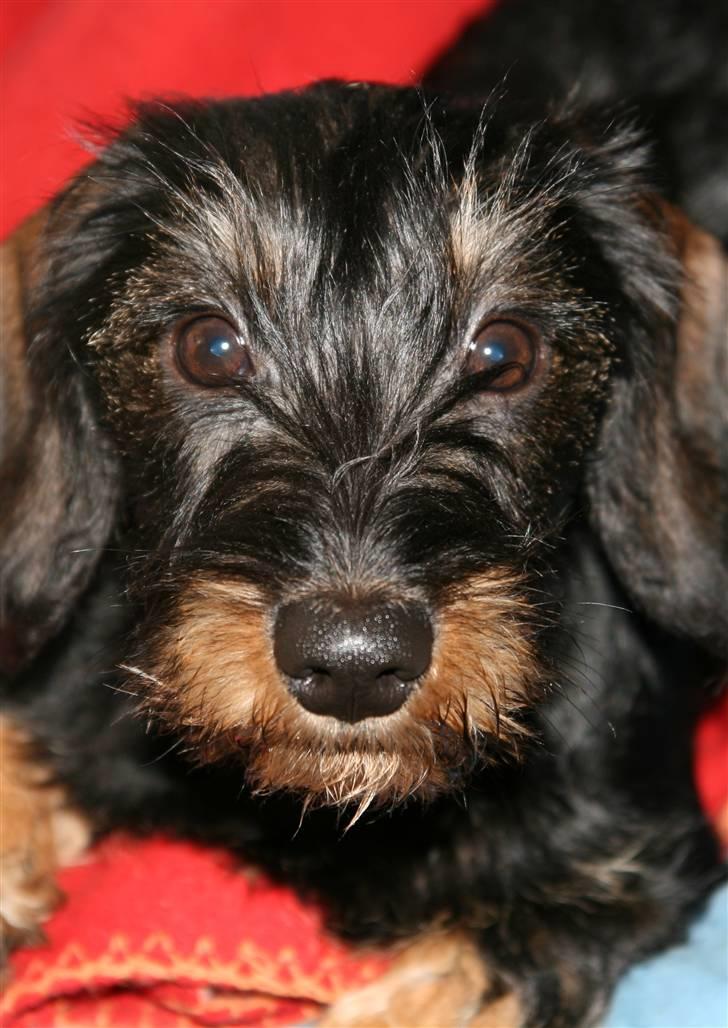 Gravhund Messi - Er Jeg ikke Smuk...? billede 1