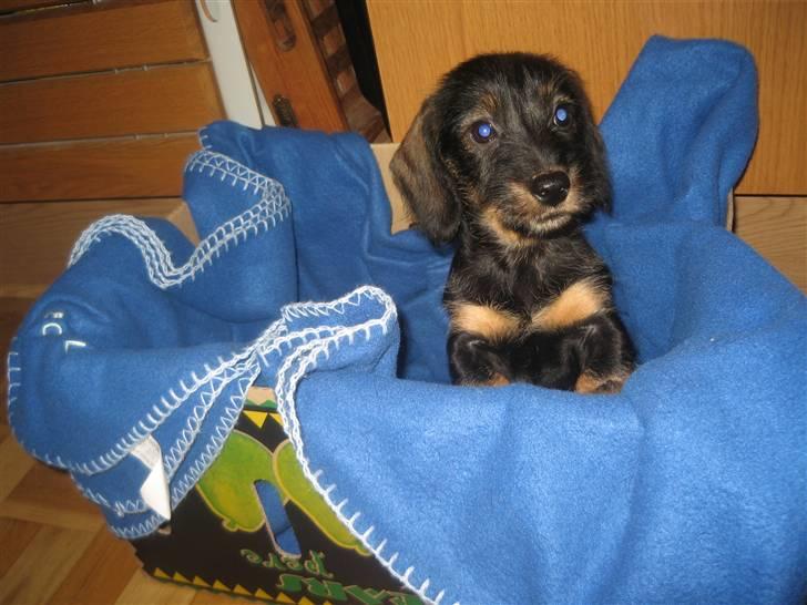 Gravhund Messi - Lige kommet til mit nye hjem... billede 3