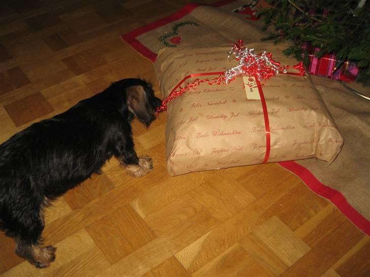 Gravhund Messi - Åhh er den gave til mig...? billede 4