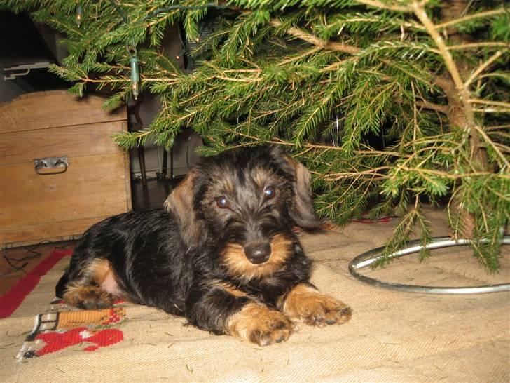 Gravhund Messi - Hej her ligger jeg... billede 5