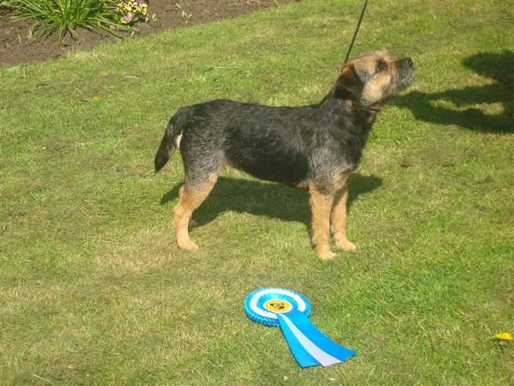 Border terrier Dalshøj´s suchi - hej og velkommen på suchis profil =D billede 1
