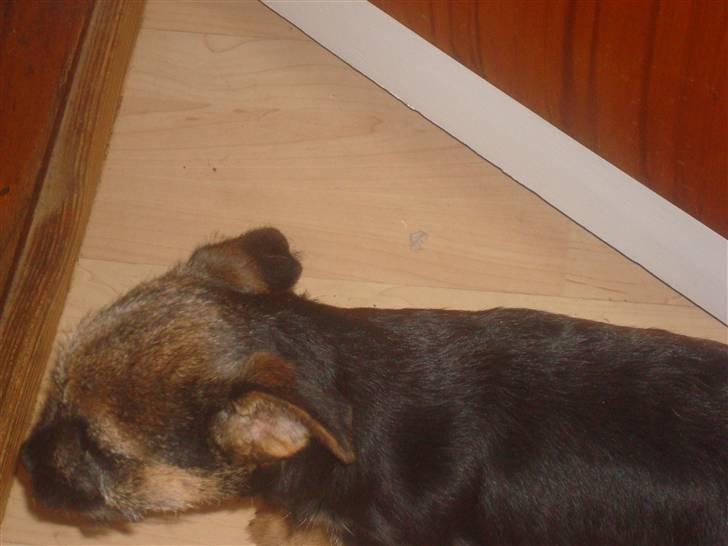 Border terrier Dalshøj´s suchi - løber lige så tar hun nok ikke det billed C= billede 2