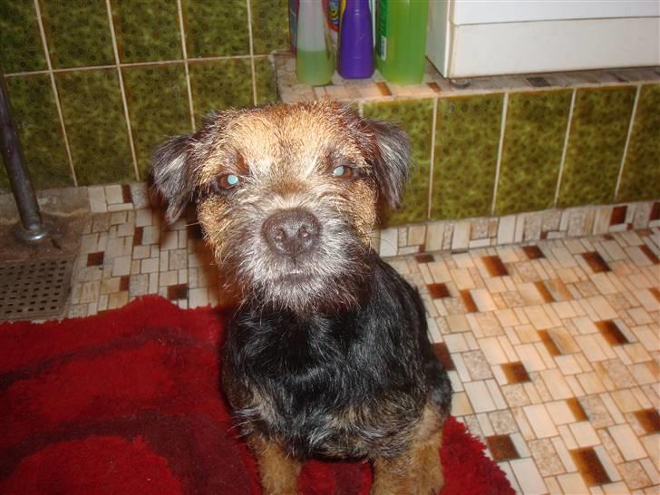 Border terrier Dalshøj´s suchi - Prinsesse ;) billede 3