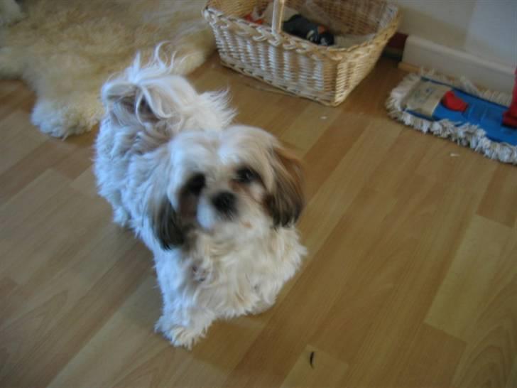 Shih tzu Saki billede 6