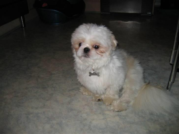 Shih tzu Saki billede 7
