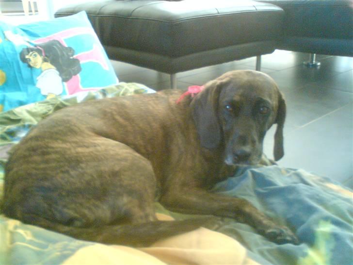 Blanding af racer Sally billede 1