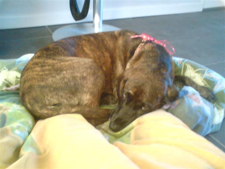 Blanding af racer Sally billede 2