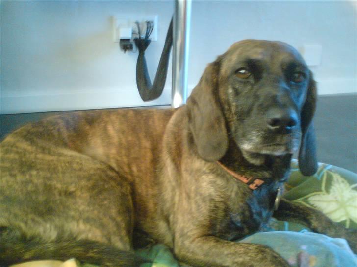 Blanding af racer Sally billede 3