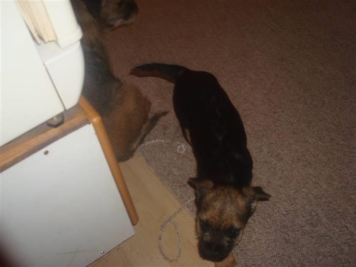 Border terrier Dalshøj´s suchi - løber lige en tur elsker at løbe :D billede 4