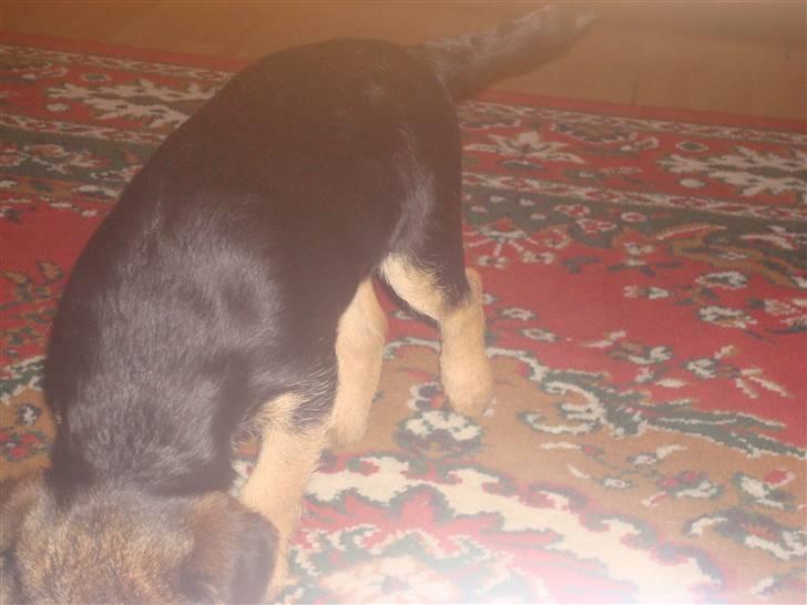 Border terrier Dalshøj´s suchi - står lige og skraber på tæppet det lugtes som mad ! billede 5