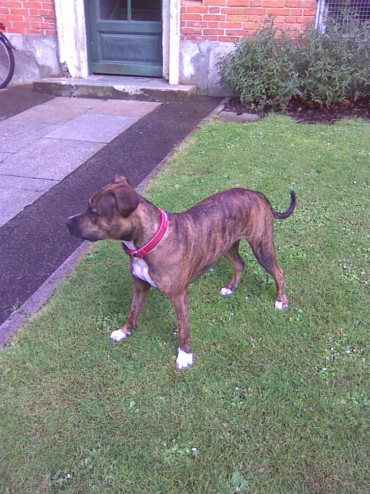 Amerikansk staffordshire terrier Gismo 26/06-07 - Her er jeg omkring 1 år :-) billede 2