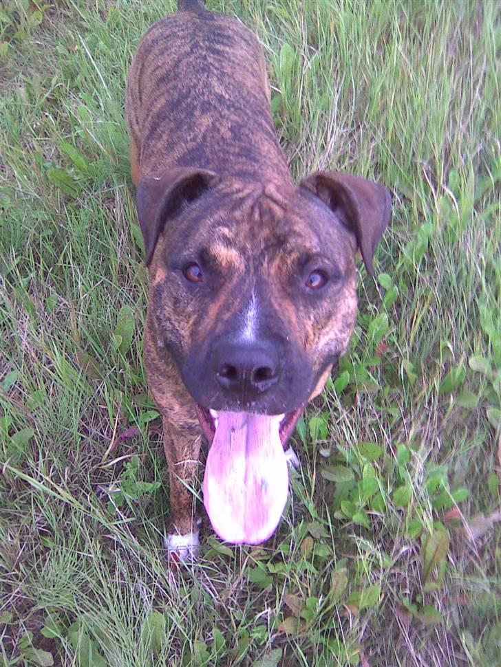 Amerikansk staffordshire terrier Gismo 26/06-07 - 16 mdr... MOAR kast nu den bold ... billede 4
