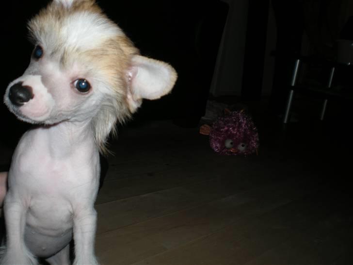 Chinese crested hårløs Penni R.I.P. billede 10