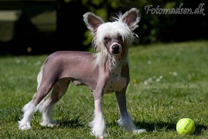 Chinese crested hårløs Penni R.I.P. - Smukke Penni billede 14