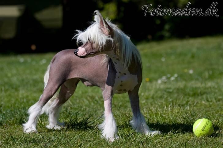 Chinese crested hårløs Penni R.I.P. billede 17