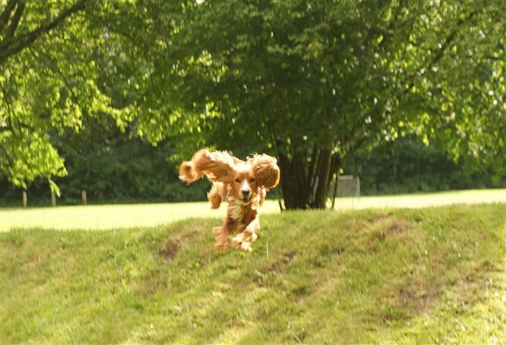 Cocker spaniel Louie - For fuld fart med flyveører:-) billede 15
