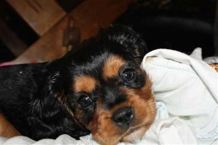 Cavalier king charles spaniel cæsar d 2 - vores lille dejlige cæsar billede 1