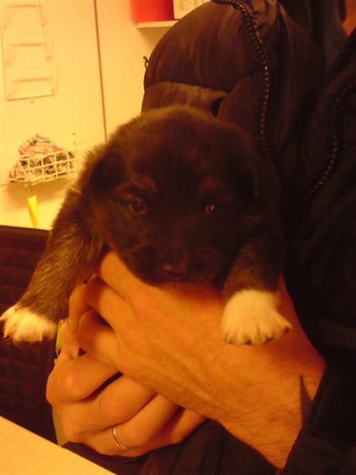 Islandsk fårehund Fenja    - Her er jeg kun ca 3-4 uger. billede 12