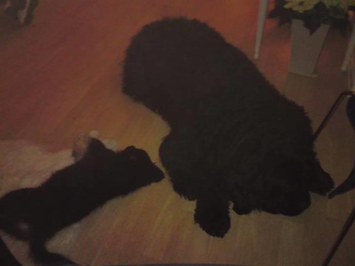 Islandsk fårehund Fenja    - Snupper lige en lur sammen med min bedste (og største) ven Cæsar billede 13