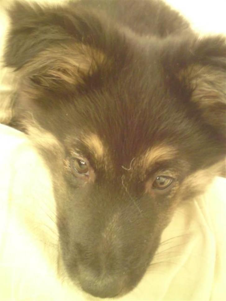 Islandsk fårehund Fenja    - Lidt fotogen er jeg da ;-) billede 14