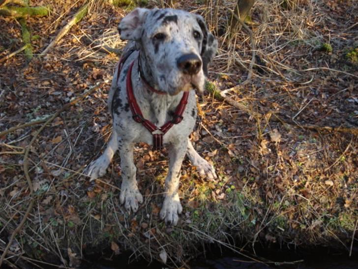 Grand danois Perle ( GD Blue Merle) - Kom hen og løft mig over moar moar billede 10