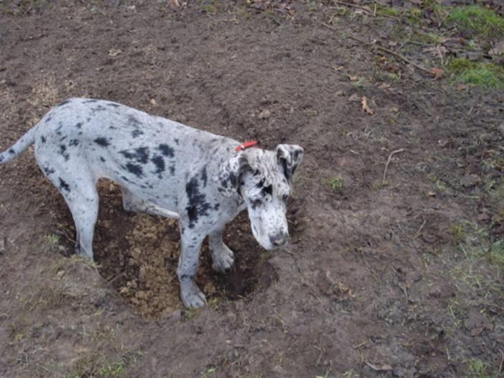 Grand danois Perle ( GD Blue Merle) - Se moar jeg graver ned til kineserne billede 12