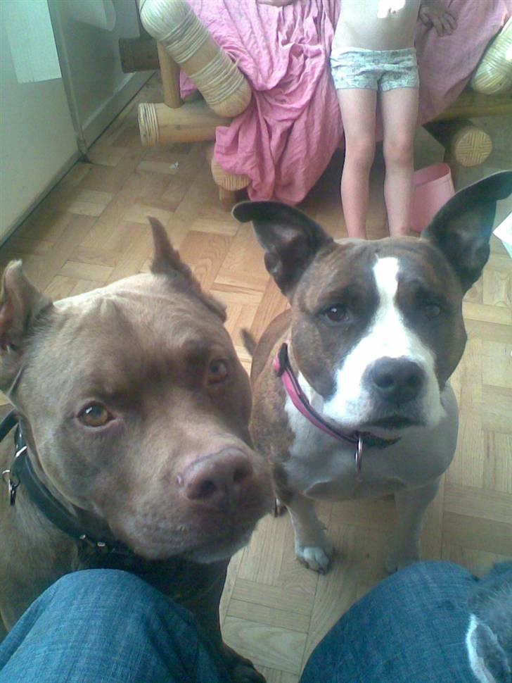 Amerikansk staffordshire terrier <'3 -Louisianna-<'3 R.I.P billede 15