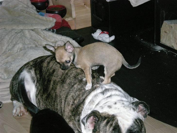 Chihuahua Lille puslings FRIDA - god udsigt.. billede 4