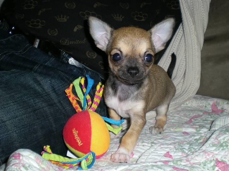 Chihuahua Lille puslings FRIDA - min nye bold billede 5