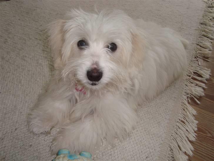 Coton de tulear Freja - Freja 4 mdr og 1 uge. :) billede 15