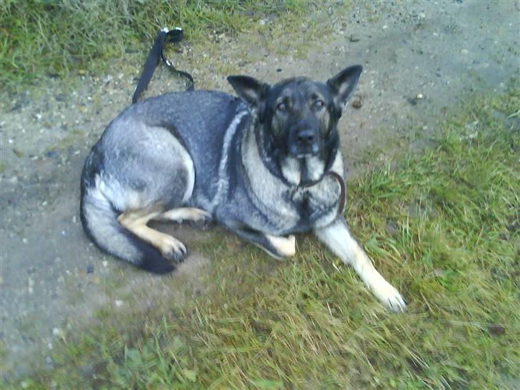 Schæferhund fanny R.I.P <3 billede 1