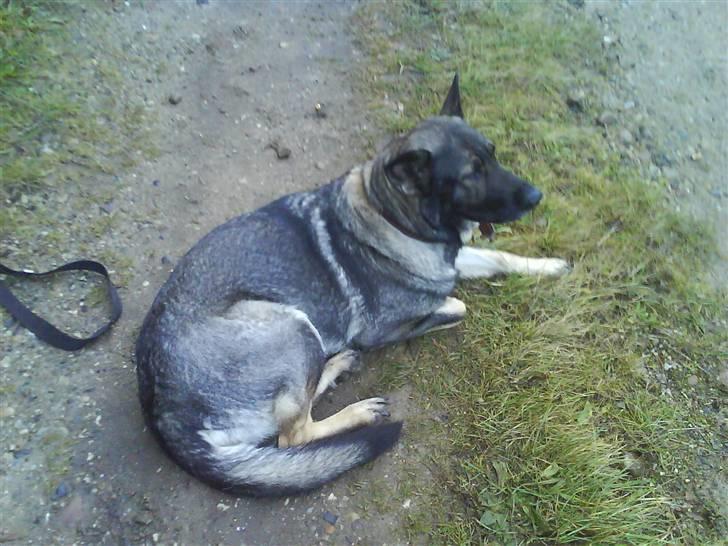 Schæferhund fanny R.I.P <3 billede 2