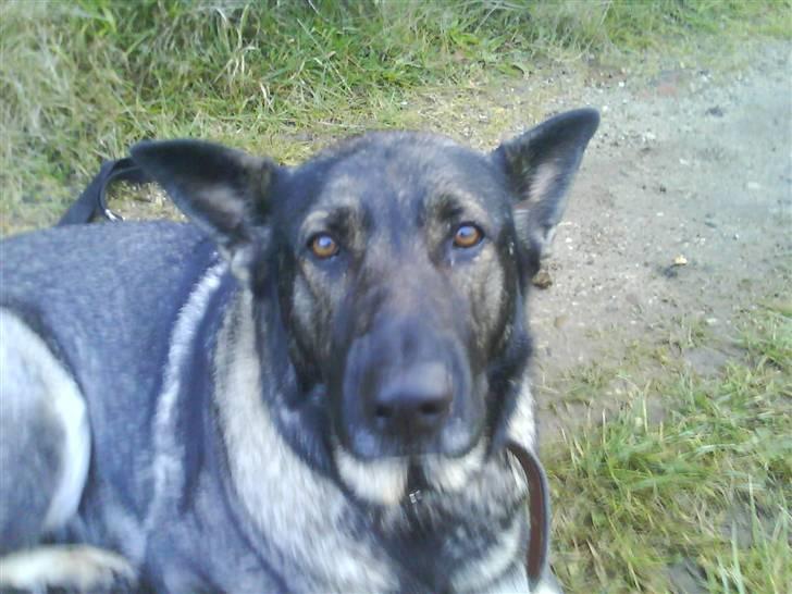 Schæferhund fanny R.I.P <3 billede 3