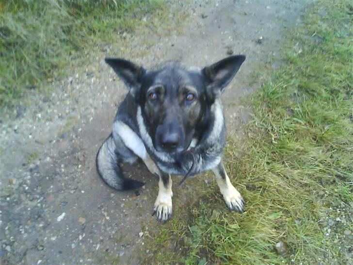 Schæferhund fanny R.I.P <3 billede 4