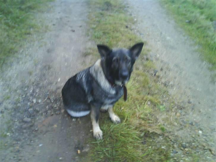 Schæferhund fanny R.I.P <3 billede 5