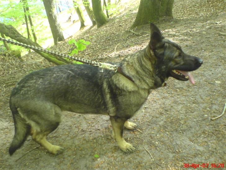 Schæferhund fanny R.I.P <3 billede 6