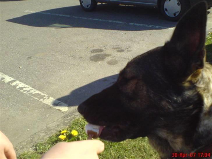 Schæferhund fanny R.I.P <3 billede 7