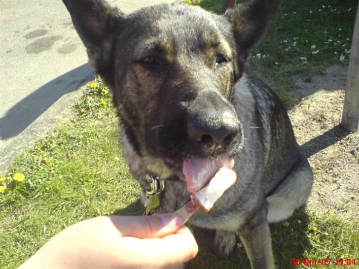 Schæferhund fanny R.I.P <3 billede 8