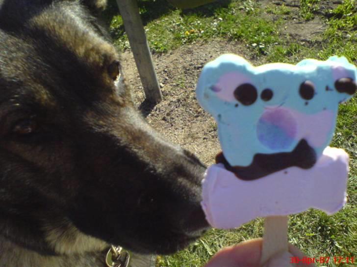 Schæferhund fanny R.I.P <3 billede 9