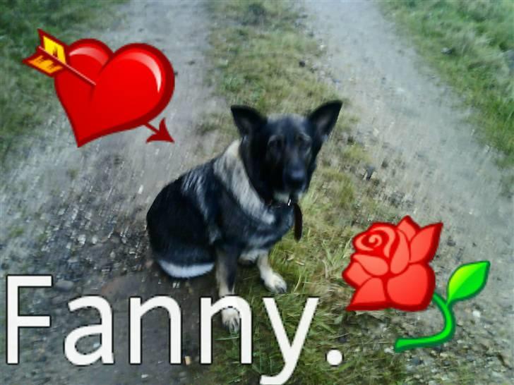 Schæferhund fanny R.I.P <3 billede 10