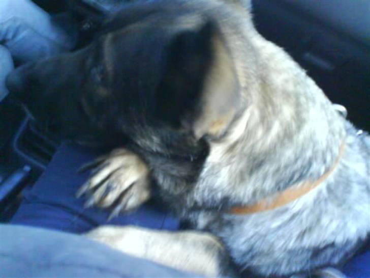 Schæferhund fanny R.I.P <3 billede 11