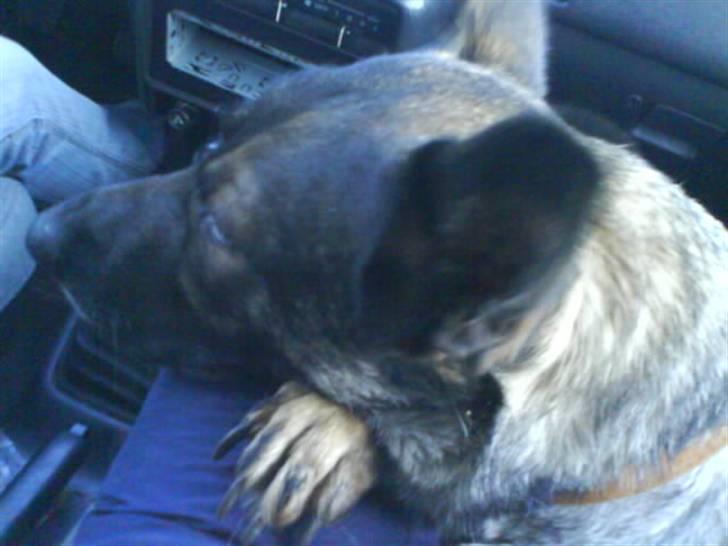 Schæferhund fanny R.I.P <3 billede 12