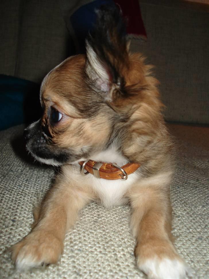 Chihuahua <3 Darwin <3 - Smuk profil min lille skat... billede 17