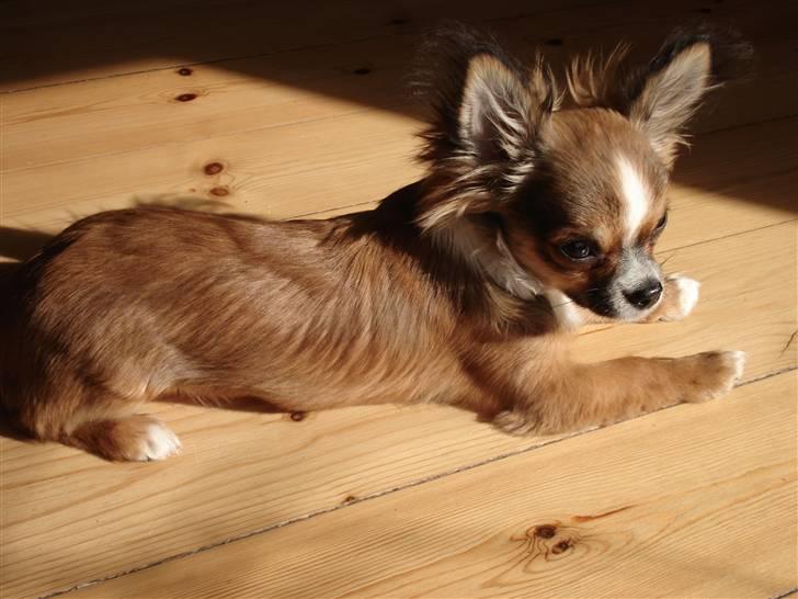 Chihuahua <3 Darwin <3 - Uhh, jeg ELSKER at ligge i solen... billede 18