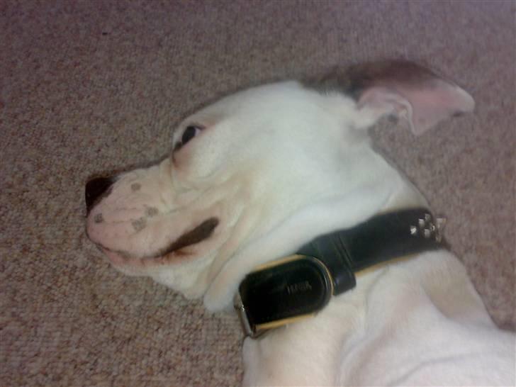 Amerikansk bulldog sonja billede 6