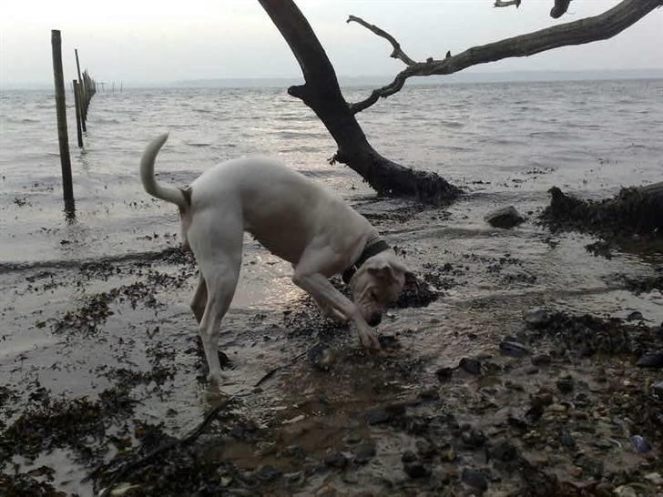 Amerikansk bulldog sonja billede 7