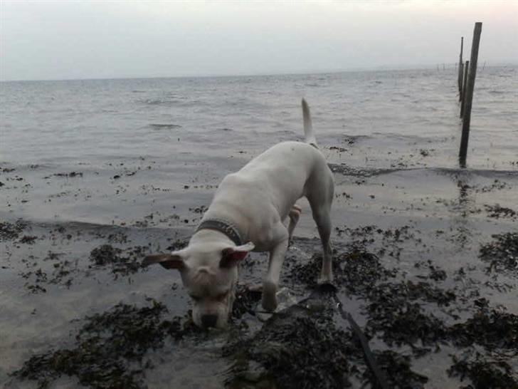 Amerikansk bulldog sonja billede 8